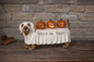 11"L B/O Lighted Resin Halloween Dog w/ Pumpkins & Timer PREORDER ONLY
