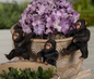PREORDER ONLY 3.54"H Resin Bigfoot Pot Clinger SET OF 3